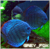 grey_fox's Avatar