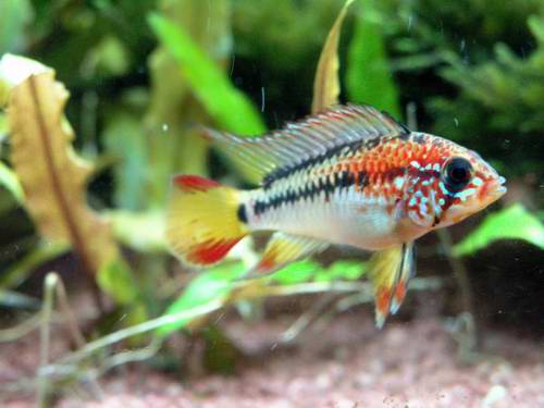 APiSTOGRAMMA MACMASTERi