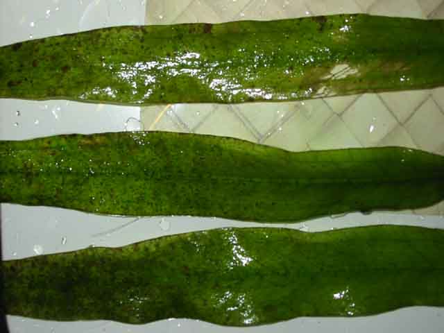brown algae screen