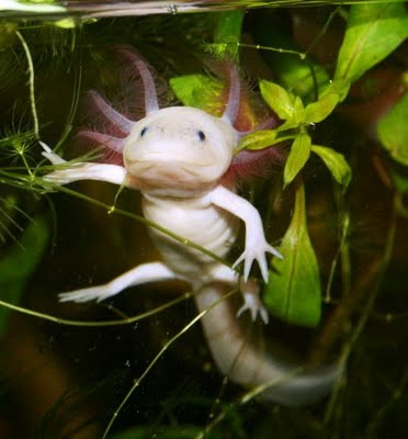 axolotl fish smiling animals mexican axolotls creatures mexico animal aquatic other always dragon legs favourite look pet cute baby hands