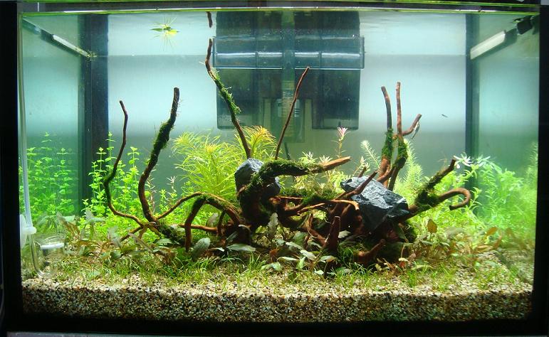 aquaticquotient com