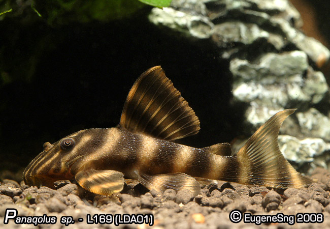 L169-male - AquaticQuotient.com Photo Gallery