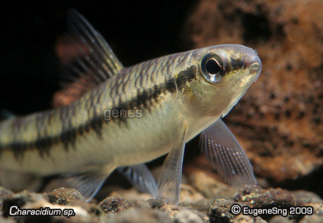 [Imagen: characidium_sp3.jpg]