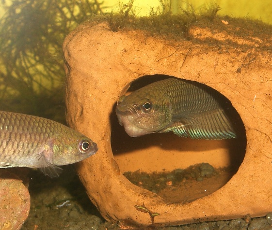 betta krataios