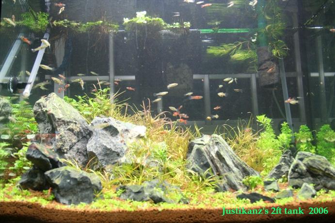 Livebearer tank sales