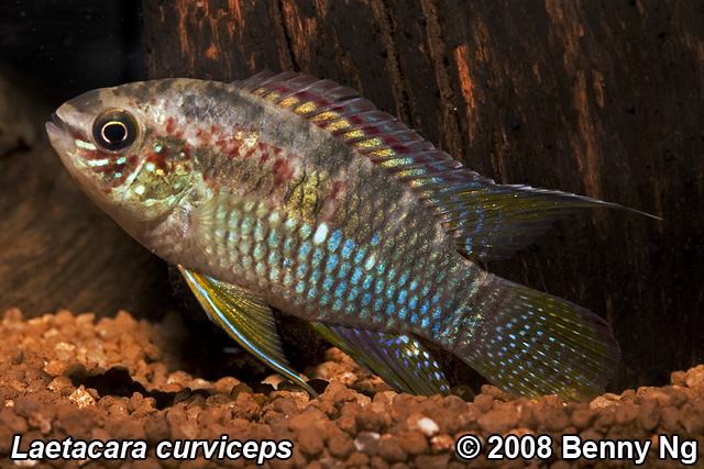 Acara Cichlid