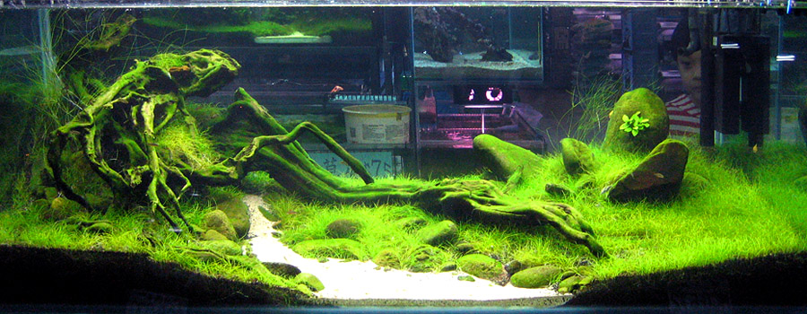 Aquascape จัดตู้ไม้น้ำขั้นเทพ สวยมั๊กๆ