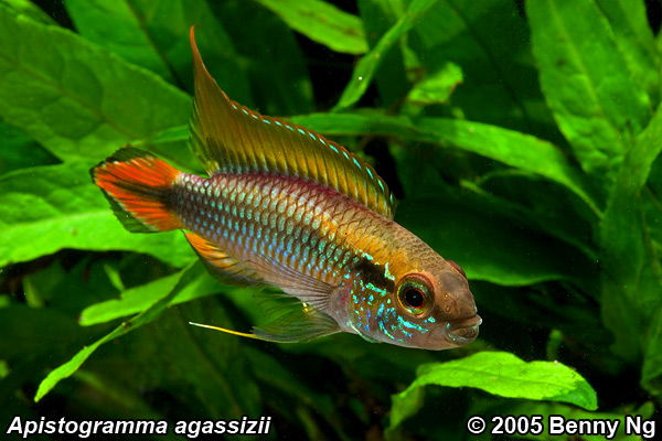 Apistogramma Agassizii