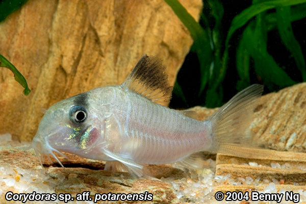 Corydoras spp photo gallery