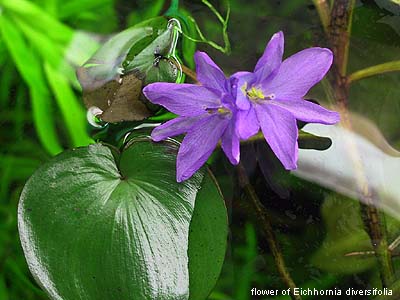 eichhornia diversifolia