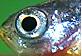 Moss-seow's Avatar