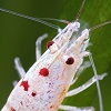 shrimp-keeping's Avatar