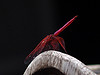 900801's Avatar