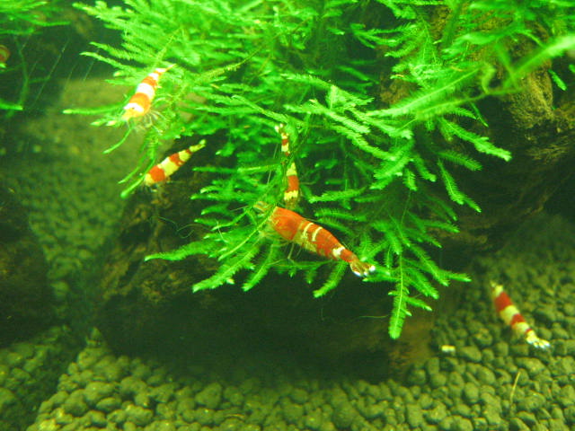 CRS Sale