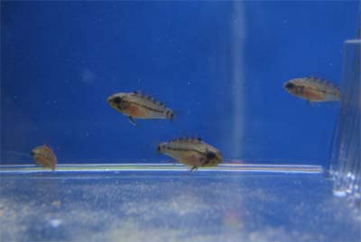 Apistogramma hongsloi fries