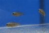 Apistogramma hongsloi fries