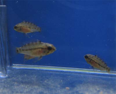 Apistogramma hongsloi fries