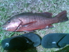 Redsnapper3