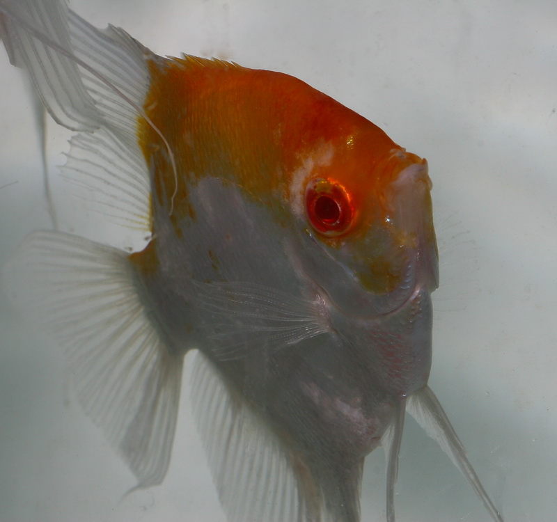 Albino Koi Angel