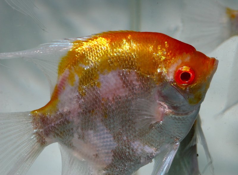 Albino Koi Angel