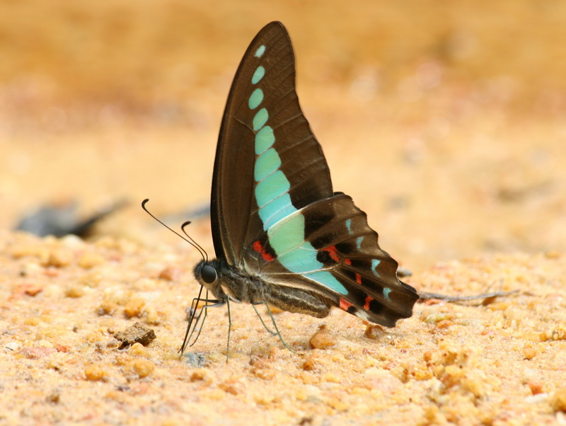 Common Blue Bottle Graphium saepedon luctatius