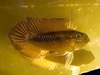 Apistogramma Elizabethae