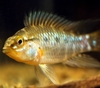 Apistogramma Eunotus-Juvenile