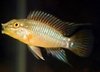 Apistogramma Eunotus-Juvenile