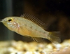 Apistogramma Eunotus-Female Juvenile