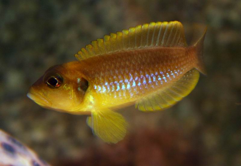 Lamprologus ocellatus Gold