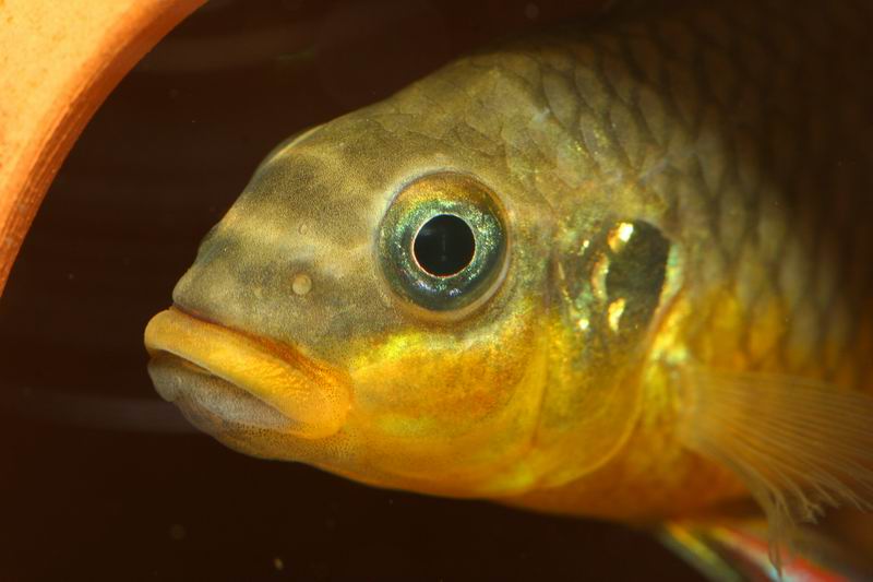 Pelvicachromis taeniatus Moliwe head shot