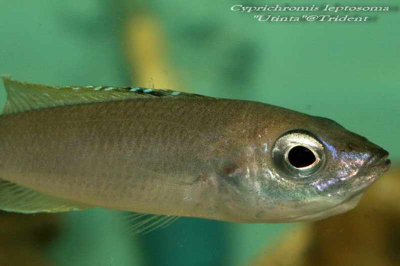 Cyprichromis leptosoma "Utinta"