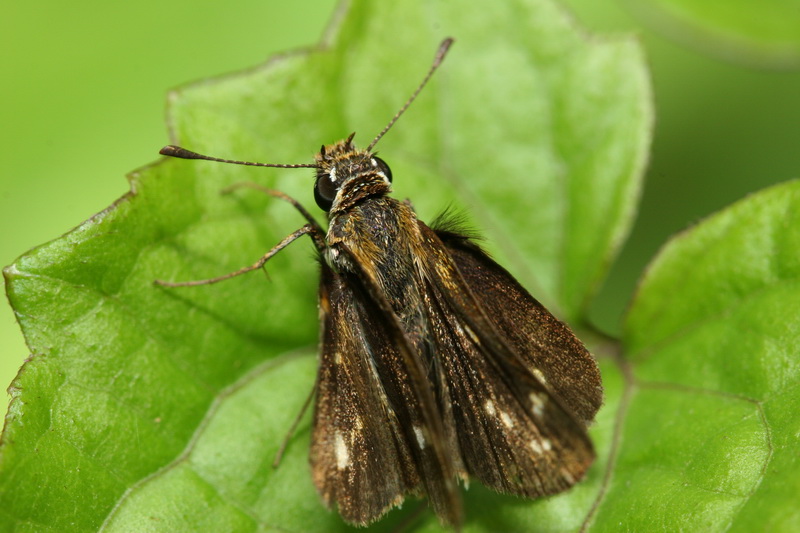 Lesser Dart-Potanthus omaha omaha