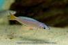 Cyprichromis leptosoma "Utinta"