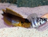 Lamprologus ocellatus gold