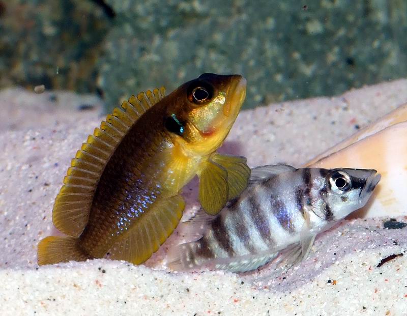 Lamprologus ocellatus gold victory dance