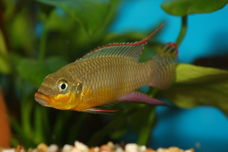 Pelvicachromis taeniatus Moliwe