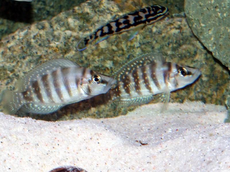 Altolamprologus calvus Yellow chilanga