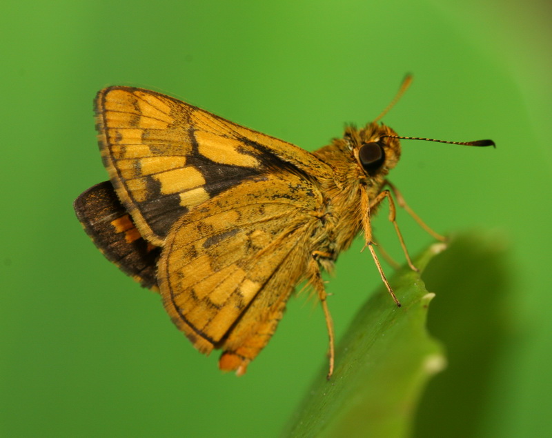 Yellow Vein Lancer-Pyroneura latoia latoia