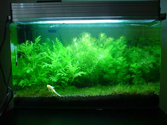 10 days old aquarium