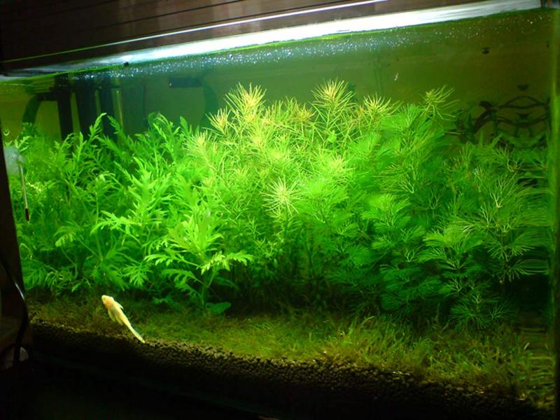 10 days old aquarium