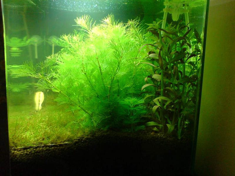 10 days old aquarium