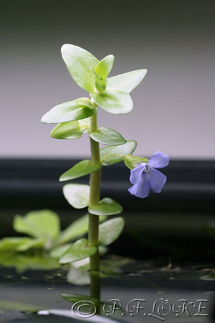 Bacopa Carolina Flower