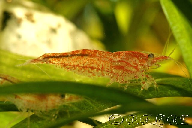 Cherry Shrimp I