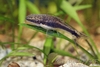 Otocinclus vestitus