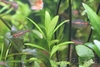 Hygrophila Green (Polysperma)