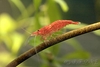 Cherry Shrimp