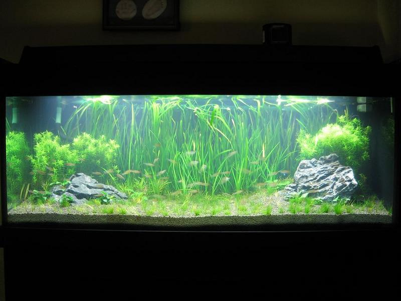 My 4.5ft tank