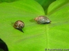my tadpole snail
