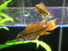 Apistogramma cacatuoides "orange flash"